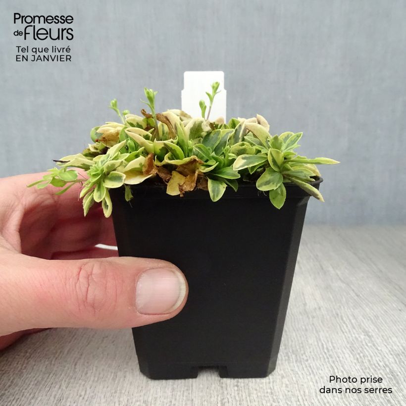 Arabis ferdinandi-coburgii Variegata Maceta de 8/9 cm Ejemplar entregado en invierno