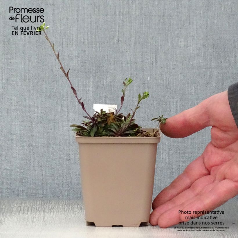 Arabis procurrens Neuschnee Maceta de 8/9 cm Ejemplar entregado en invierno