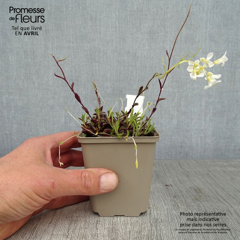 Arabis procurrens Neuschnee Maceta de 8/9 cm Ejemplar entregado en la primavera