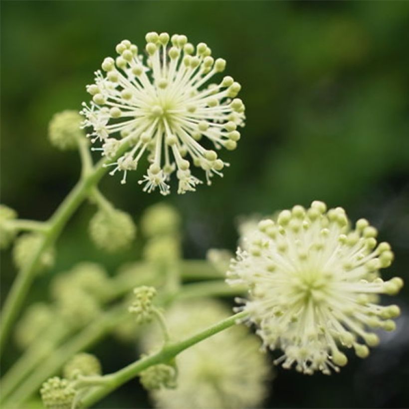 Arbol de angélica japonés - Aralia cordata Sun King (Floración)