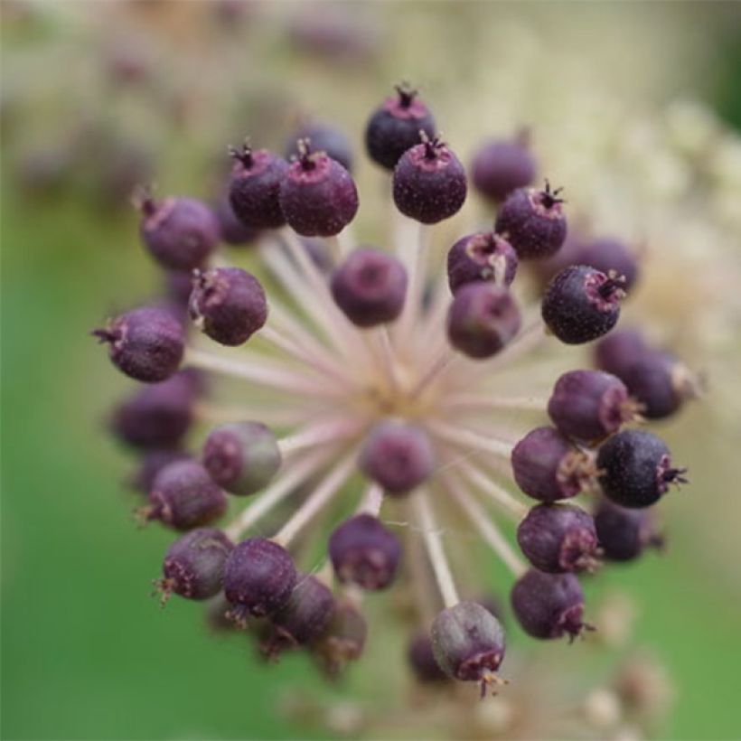 Arbol de angélica japonés - Aralia cordata Sun King (Cosecha)