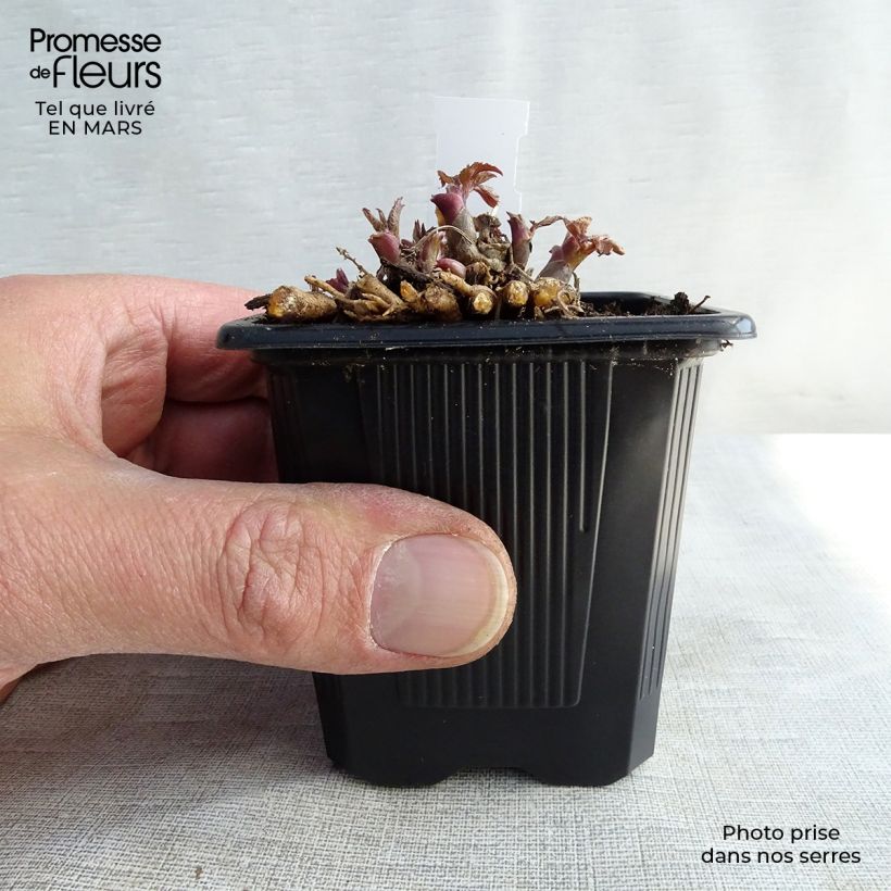 Arbol de angélica japonés - Aralia cordata Sun King Maceta de 8/9 cm Ejemplar entregado en invierno