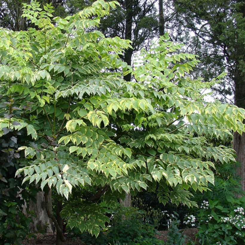 Arbol de angélica japonés - Aralia elata Golden Umbrella (Porte)