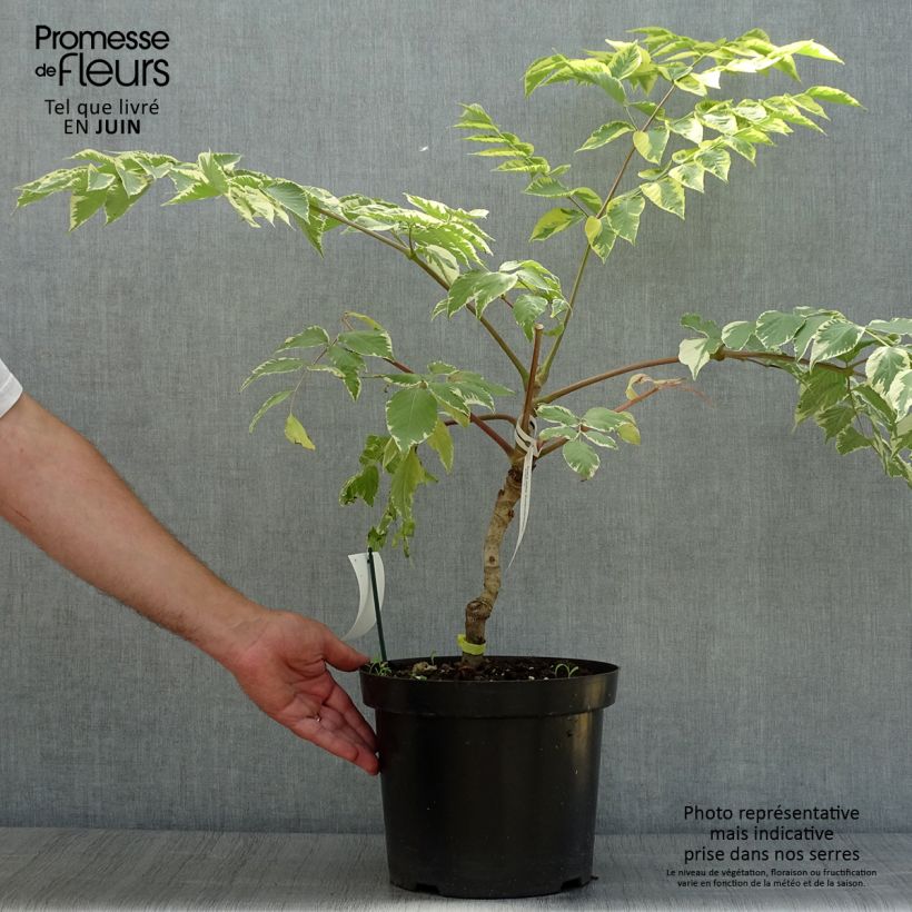 Ejemplar de Arbol de angélica japonés - Aralia elata Golden Umbrella Maceta 7,5L/10L entregado en verano