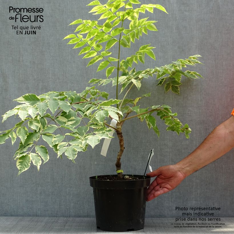 Arbol de angélica japonés - Aralia elata Golden Umbrella Maceta 7,5L/10L Ejemplar entregado en la primavera