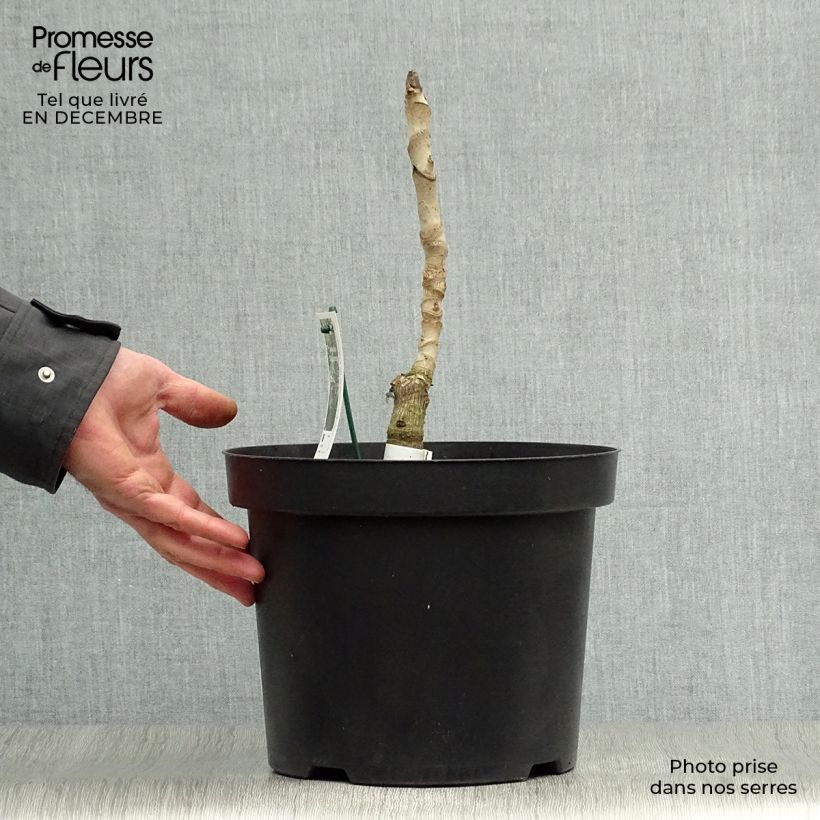 Arbol de angélica japonés - Aralia elata Silver Umbrella Maceta 7,5L/10L Ejemplar entregado en invierno