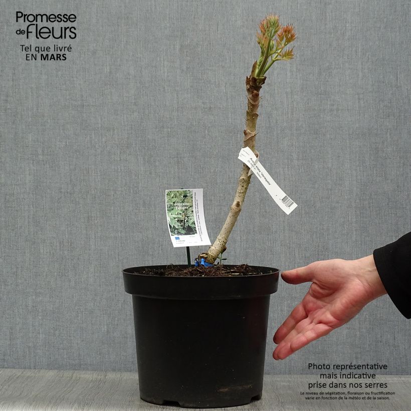 Arbol de angélica japonés - Aralia elata Silver Umbrella Maceta 7,5L/10L Ejemplar entregado en la primavera