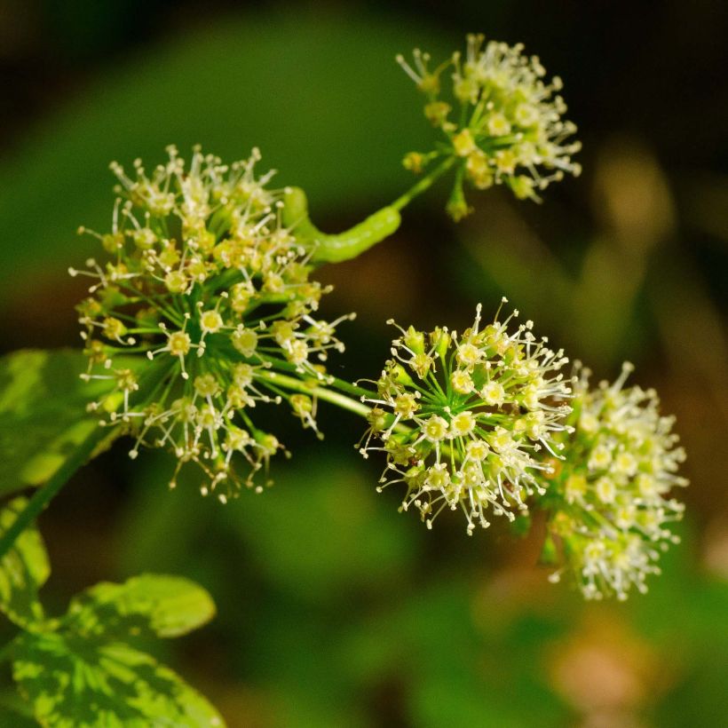 Aralia nudicaulis (Floración)