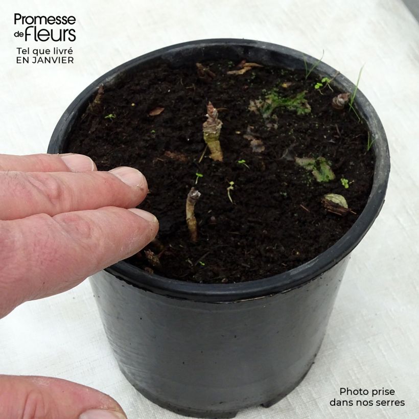 Aralia nudicaulis Maceta 2L/3L Ejemplar entregado en invierno