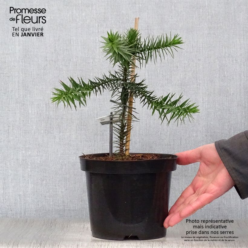 Araucaria araucana - Araucana Maceta 3L/4L Ejemplar entregado en invierno