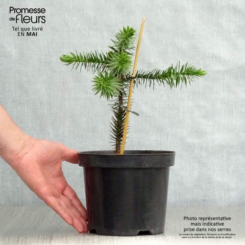 Araucaria araucana - Araucana Maceta 3L/4L Ejemplar entregado en la primavera