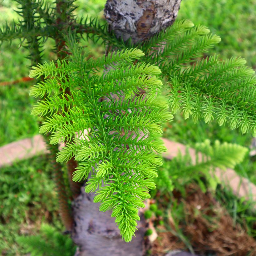 Araucaria heterophylla - Pino de la isla Norfolk (Follaje)