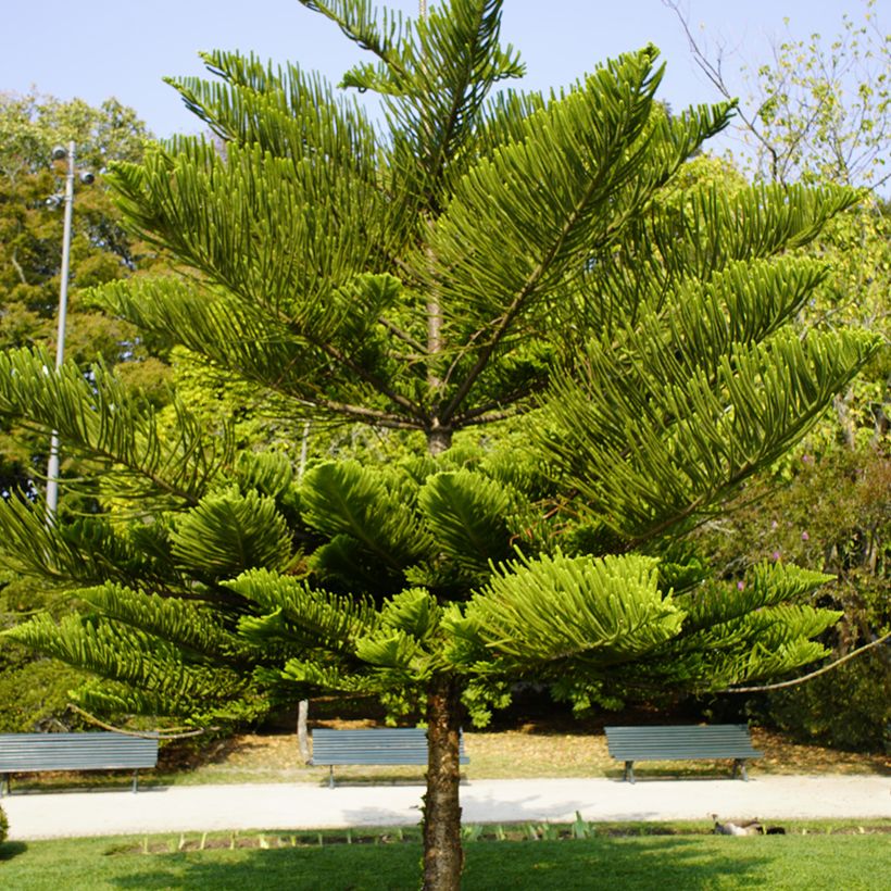 Araucaria heterophylla - Pino de la isla Norfolk (Porte)