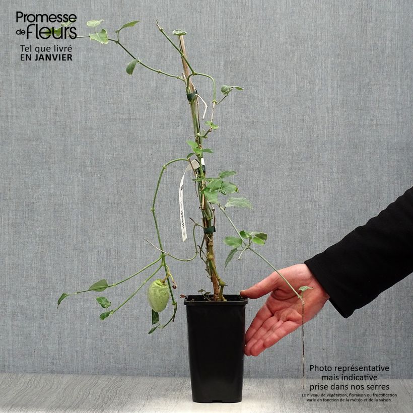 Araujia sericifera Alba Maceta 1L/1,5L Ejemplar entregado en invierno