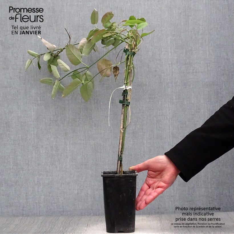 Araujia sericifera Rosea Maceta 1,5L/2L Ejemplar entregado en invierno