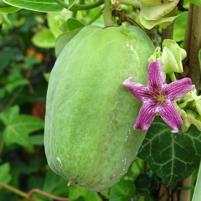 Araujia sericifera - Jazmín de Tucumán (Cosecha)