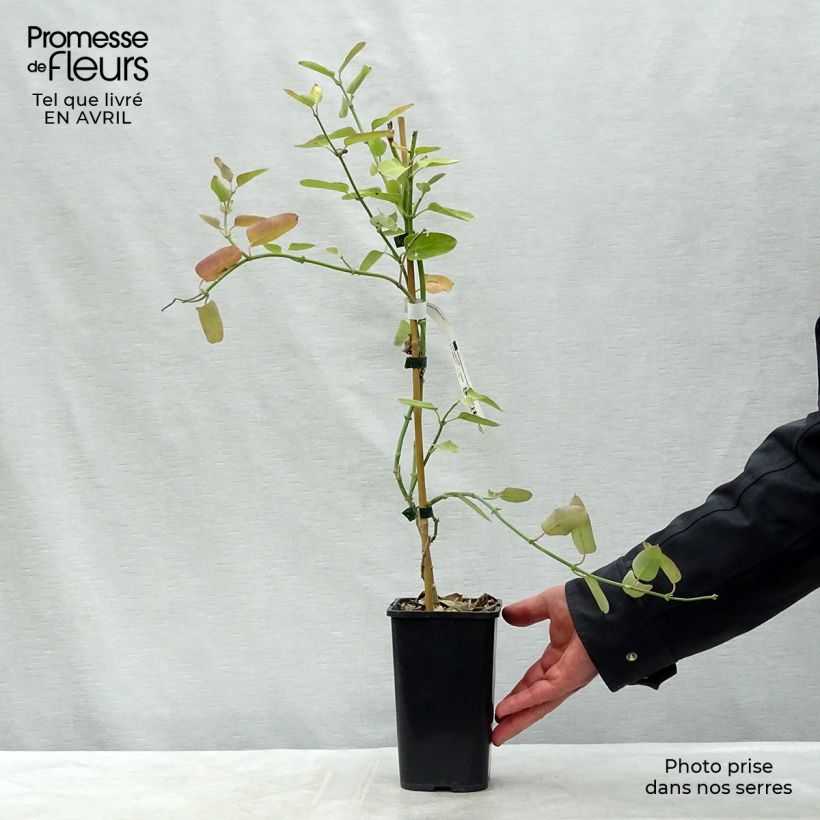 Araujia sericifera Rosea Maceta 1,5L/2L Ejemplar entregado en la primavera