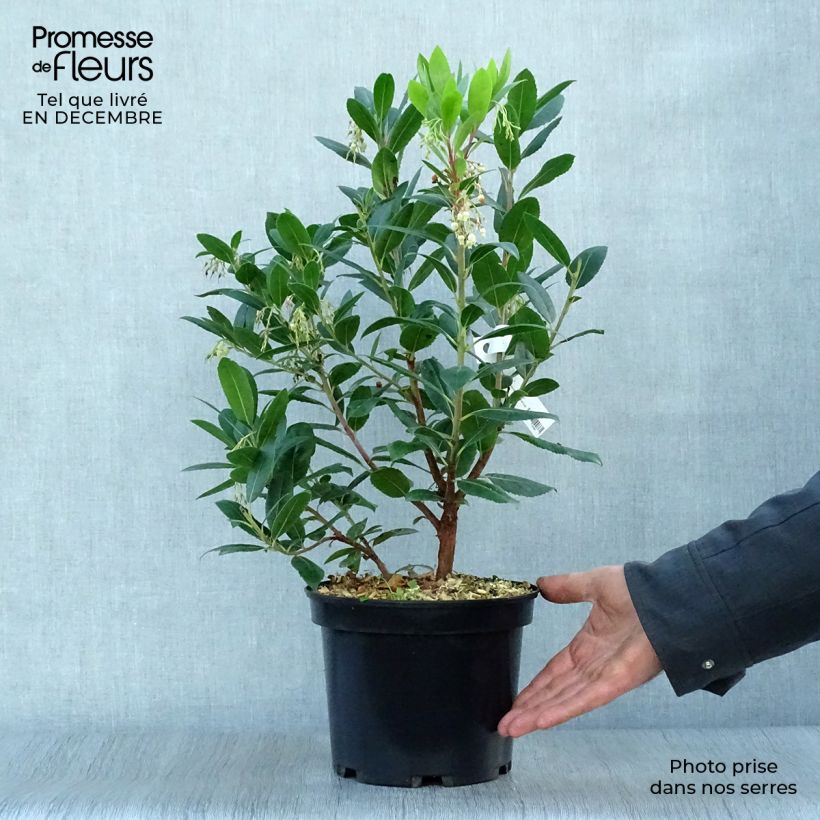 Madroño Atlantic - Arbutus unedo Maceta 4L/5L, Formación arbustiva Ejemplar entregado en invierno