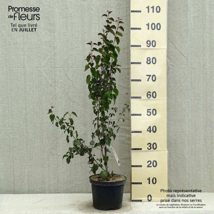Ejemplar de Cercidiphyllum japonicum Rotfuchs - Katsura Maceta 4L/5L entregado en verano