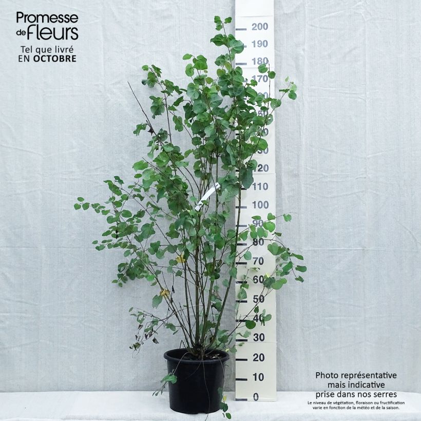 Ejemplar de Cercidiphyllum japonicum - Katsura Maceta 7,5L/10L entregado en otoño