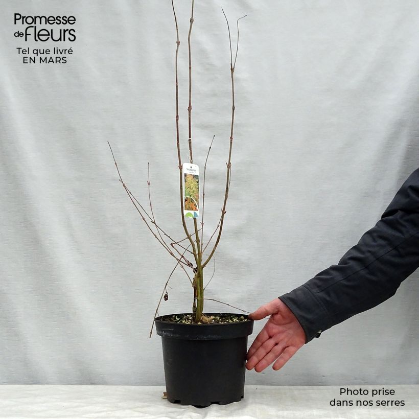 Cercidiphyllum japonicum - Katsura Maceta 3L/4L Ejemplar entregado en la primavera