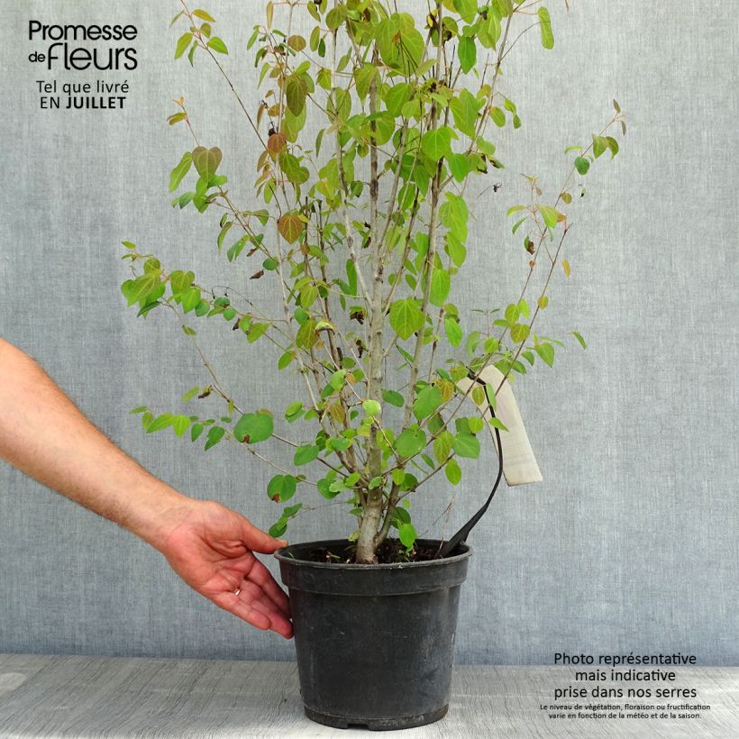 Ejemplar de Cercidiphyllum japonicum - Katsura Maceta 3L/4L entregado en verano