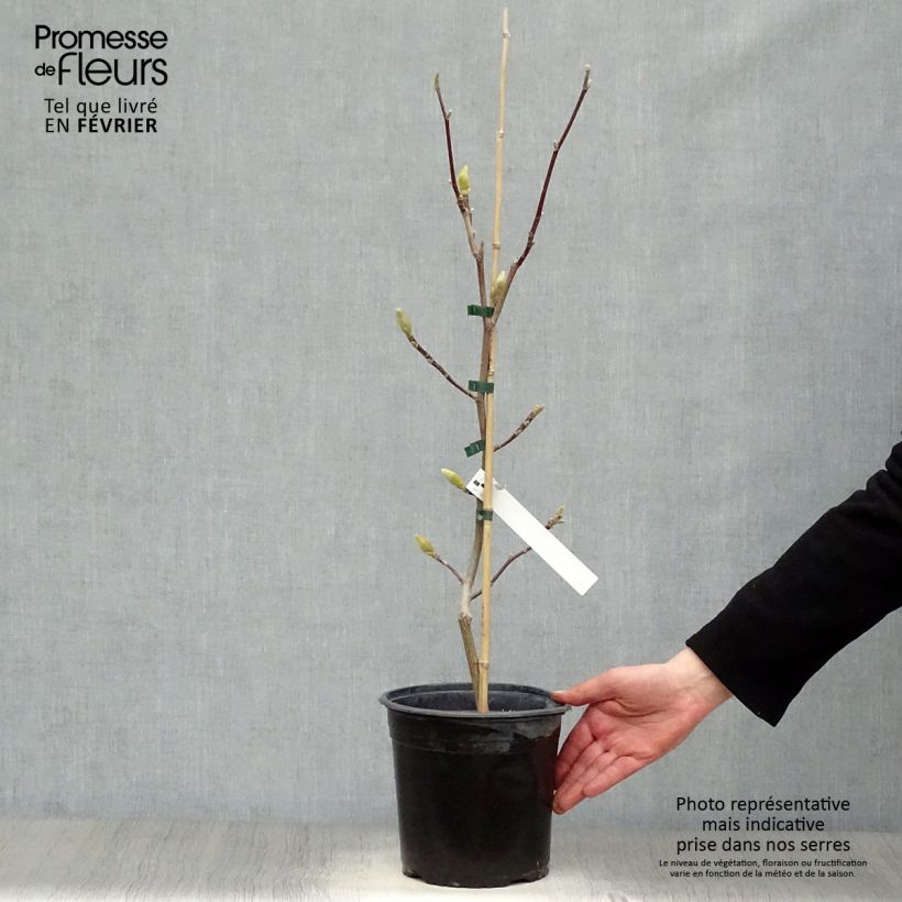 Magnolia acuminata Butterflies Maceta 4L/5L Ejemplar entregado en invierno