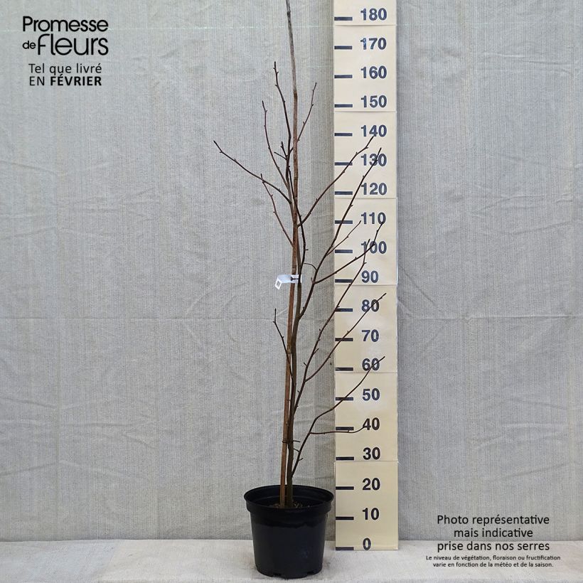 Davidia involucrata - Árbol de los pañuelos Maceta 7,5L/10L Ejemplar entregado en invierno