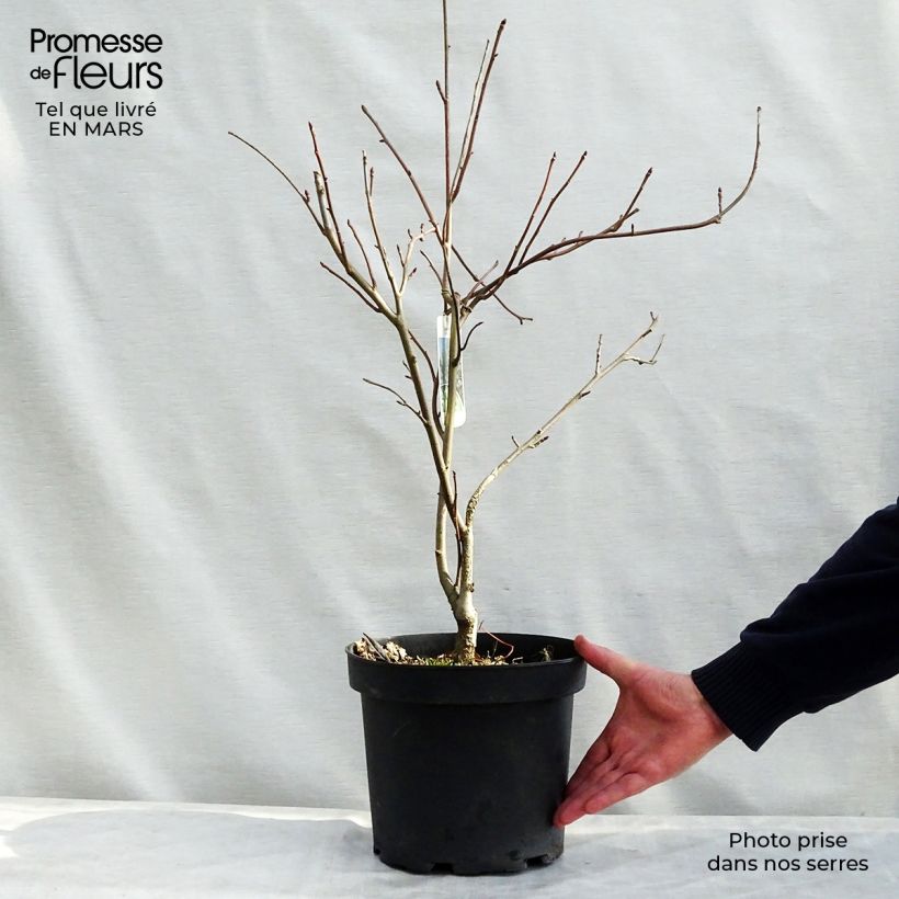 Davidia involucrata - Árbol de los pañuelos Maceta 7,5L/10L Ejemplar entregado en la primavera