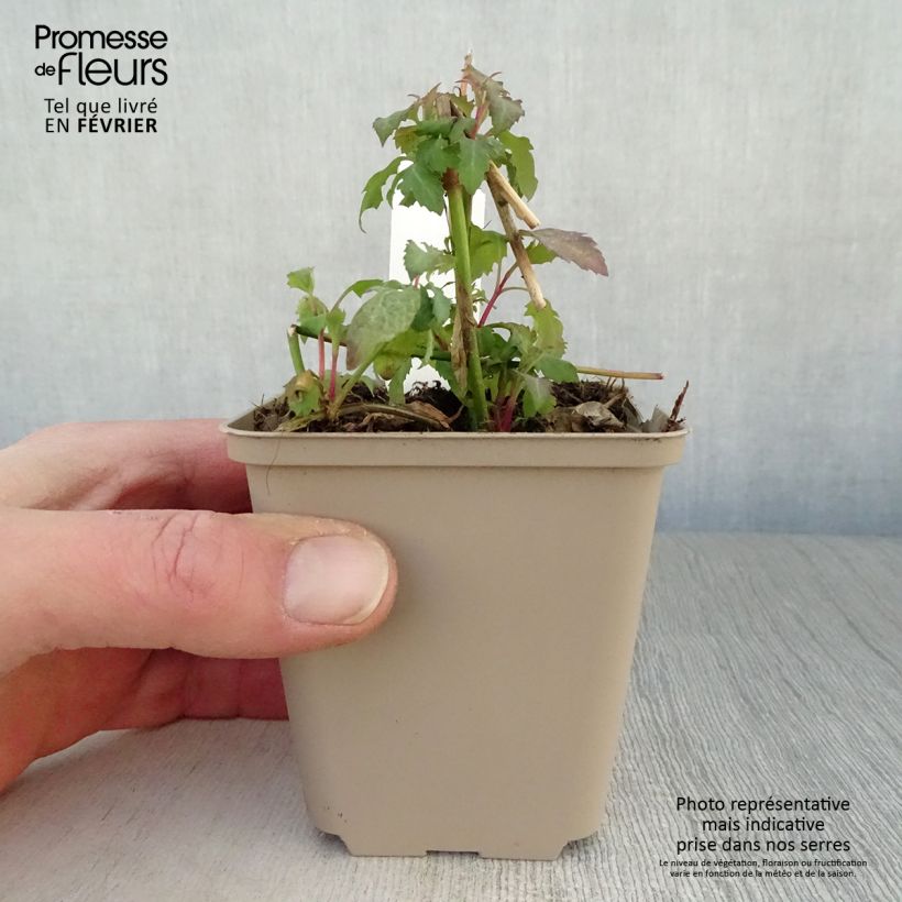 Leycesteria formosa - Madreselva del Himalaya Maceta de 8/9 cm Ejemplar entregado en invierno