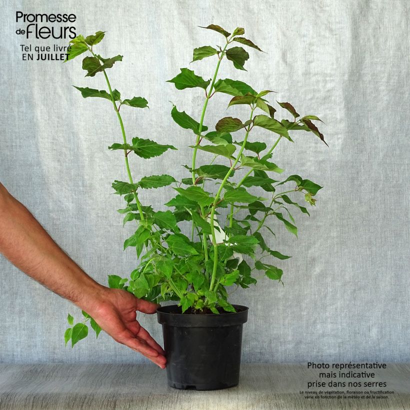 Ejemplar de Leycesteria formosa - Madreselva del Himalaya Maceta 2L/3L entregado en verano