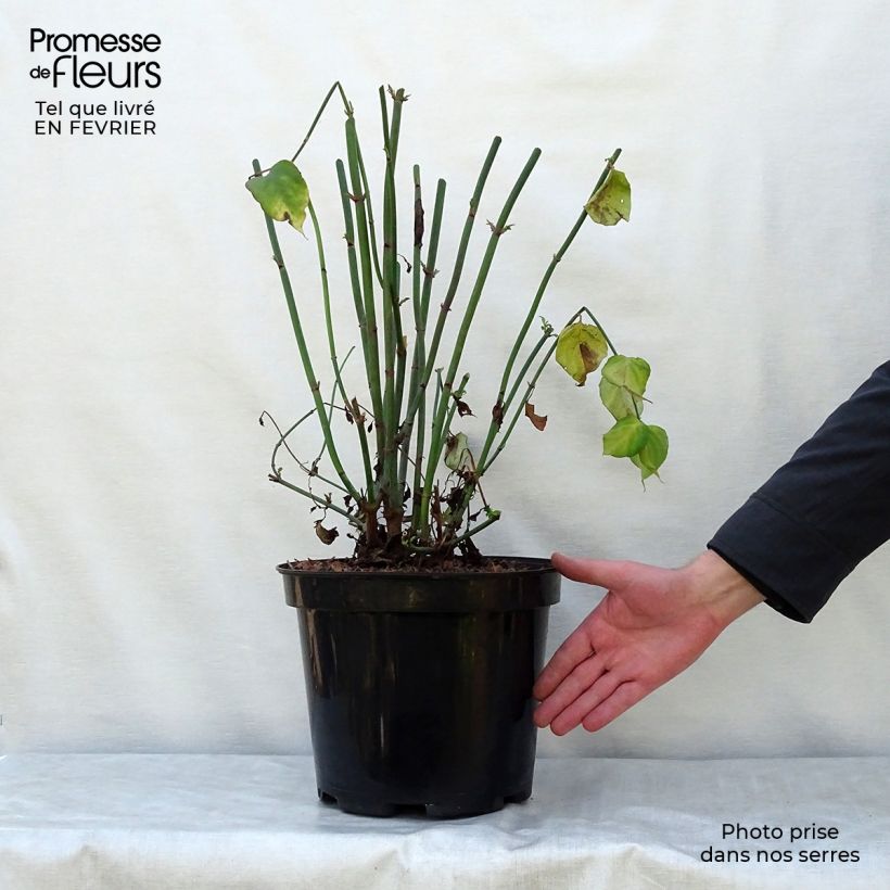 Leycesteria formosa - Madreselva del Himalaya Maceta 7,5L/10L Ejemplar entregado en invierno