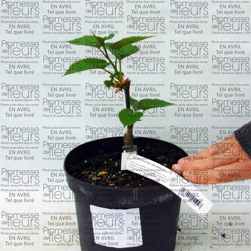 Ejemplo de ejemplar de Davidia involucrata Lady Sunshine Maceta 2L/3L tal y como se entrega