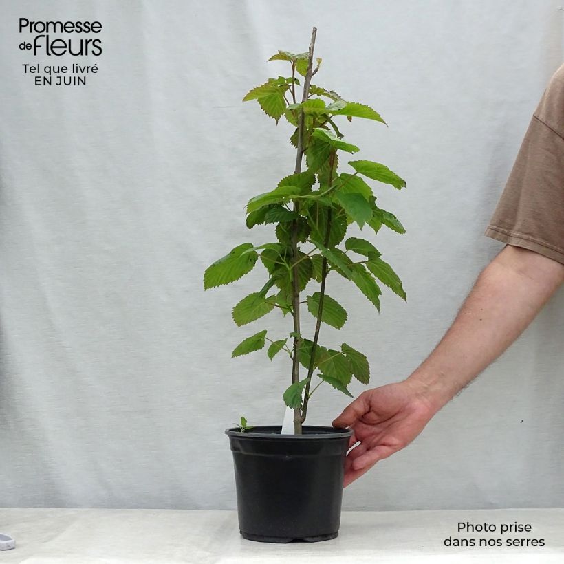Ejemplar de Davidia involucrata - Árbol de los pañuelos Maceta 4L/5L entregado en verano