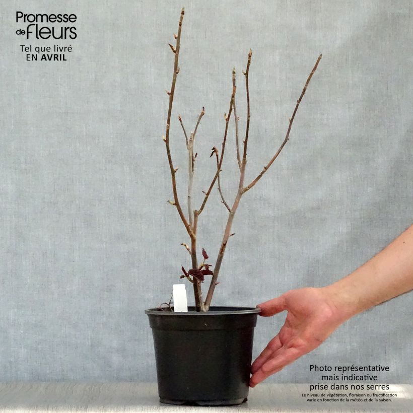 Davidia involucrata - Árbol de los pañuelos Maceta 4L/5L Ejemplar entregado en la primavera