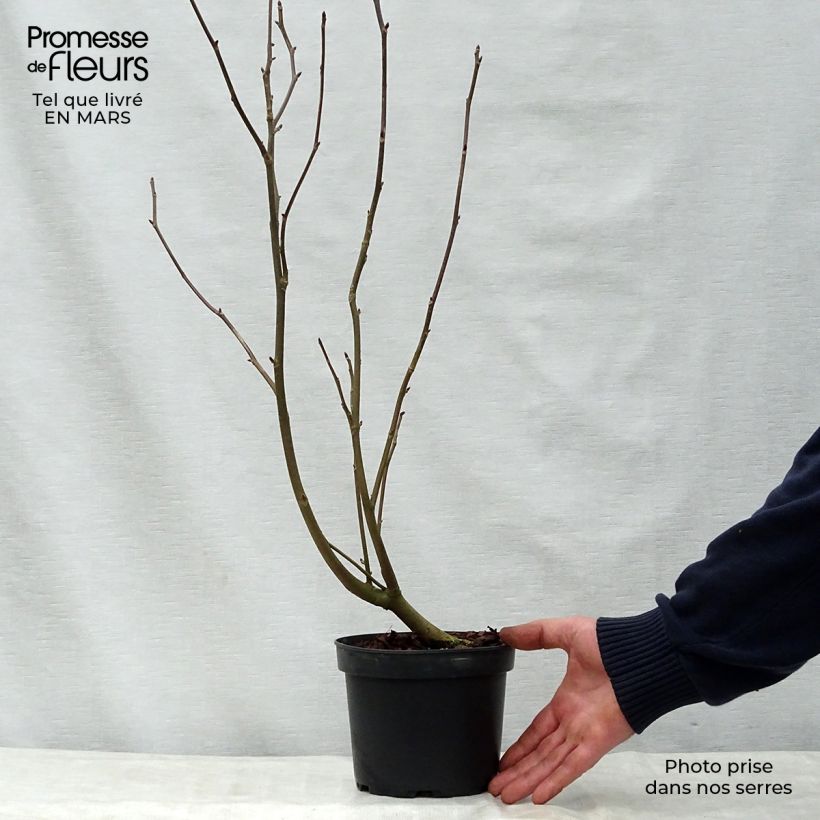 Davidia involucrata var. vilmoriniana Maceta 3L/4L Ejemplar entregado en la primavera