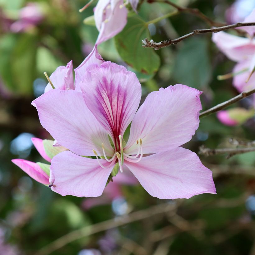 Bauhinia variegata - Pata de vaca (Floración)