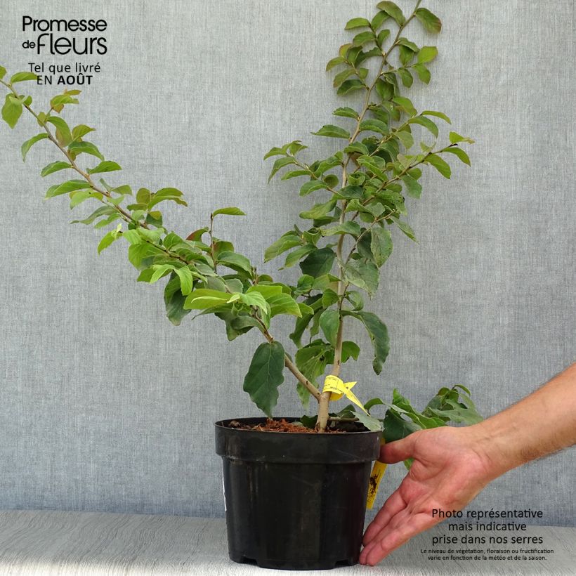 Ejemplar de Parrotia persica - Árbol de hierro Maceta 3L/4L entregado en verano