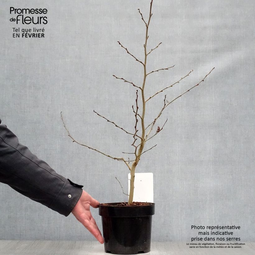Parrotia persica - Árbol de hierro Maceta 3L/4L Ejemplar entregado en invierno