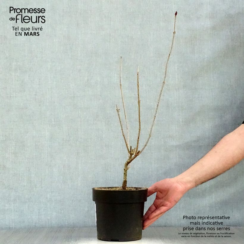 Clerodendrum trichotomum - Arbol del destino Maceta 3L/4L Ejemplar entregado en la primavera