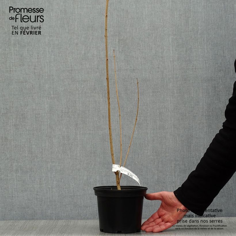 Clerodendrum trichotomum Fargesii - Arbol del destino Maceta 3L/4L Ejemplar entregado en invierno