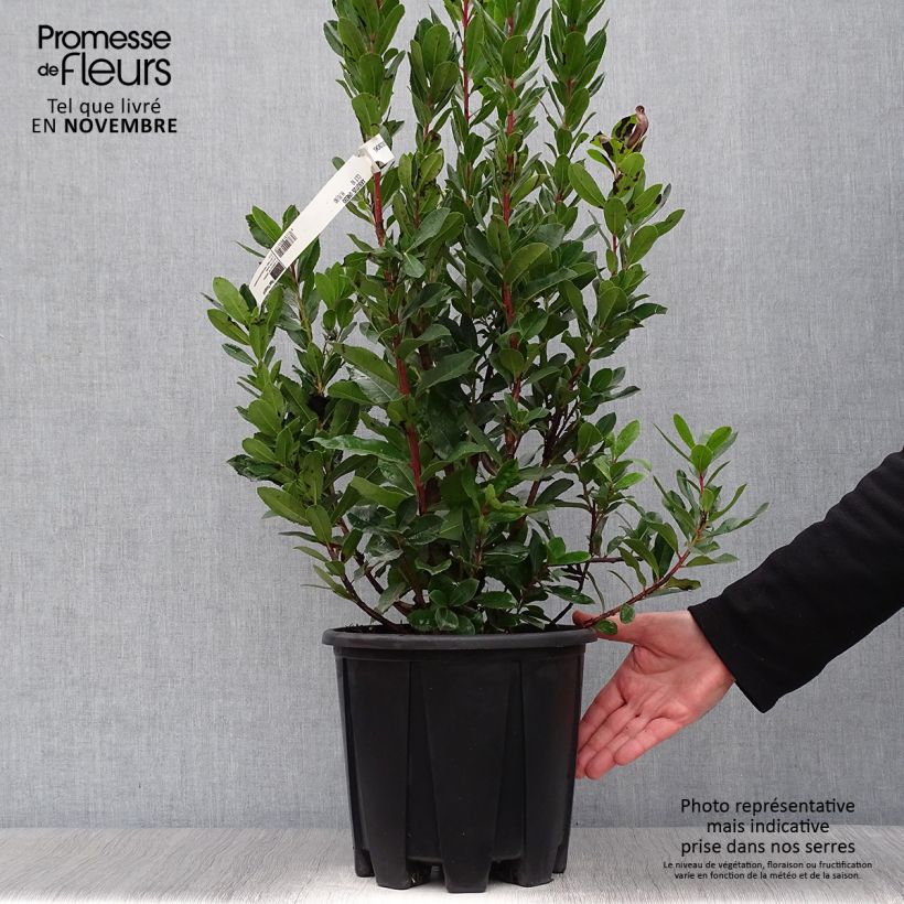 Ejemplar de Madroño - Arbutus unedo Maceta 6L/7L entregado en otoño