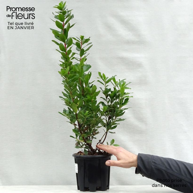 Madroño - Arbutus unedo Compacta Maceta 2L/3L Ejemplar entregado en invierno