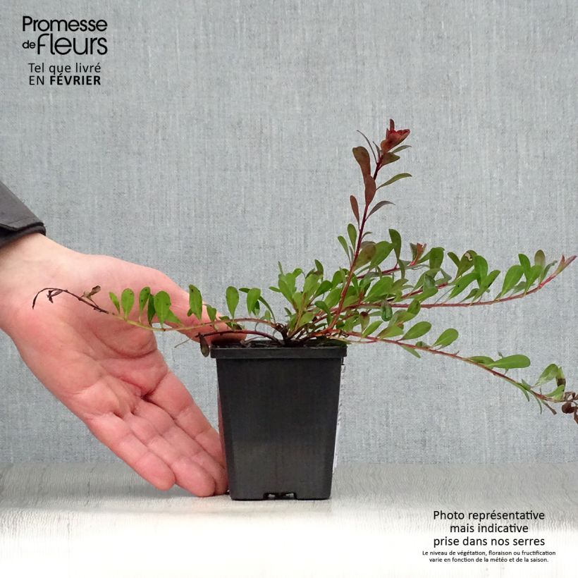 Arctostaphylos uva-ursi - Gayuba Maceta de 8/9 cm Ejemplar entregado en invierno