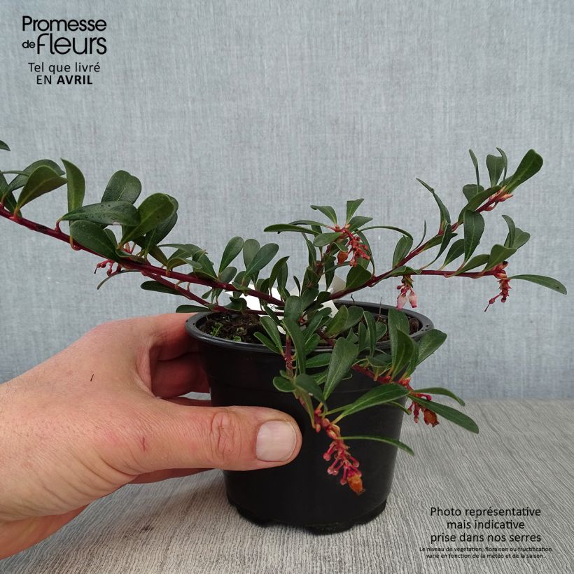 Arctostaphylos uva-ursi - Gayuba Maceta de 8/9 cm Ejemplar entregado en la primavera