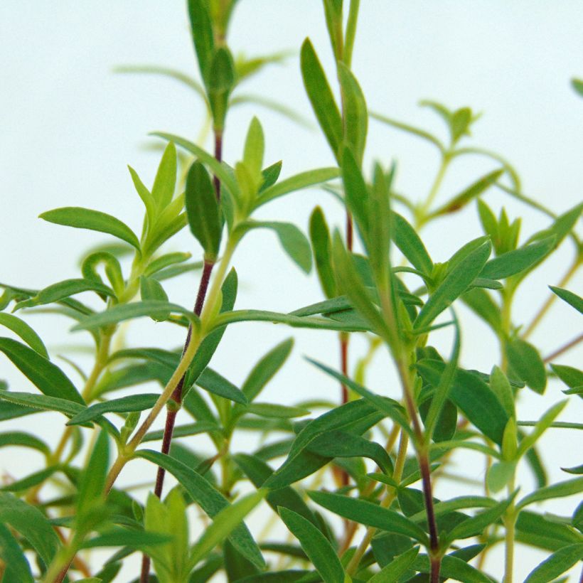 Arenaria montana (Follaje)