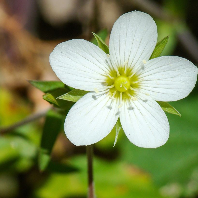 Arenaria montana (Floración)