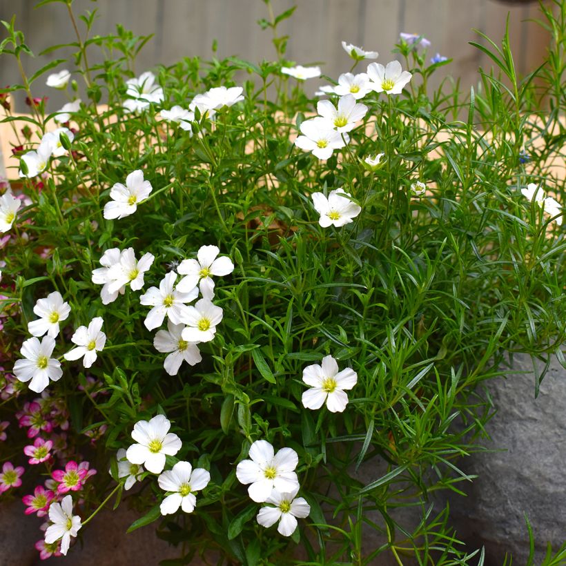 Arenaria montana (Porte)