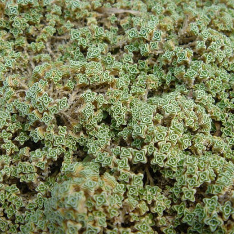 Arenaria tetraquetra subsp. granatensis (Follaje)