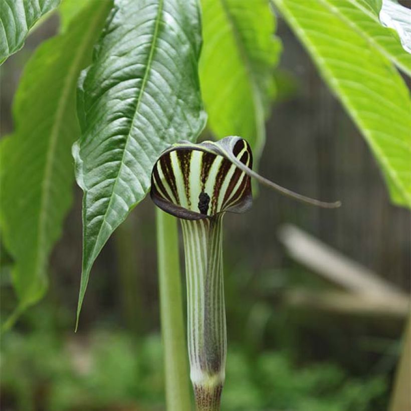 Arisaema concinnum (Floración)